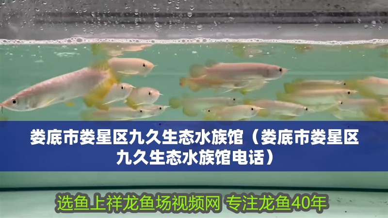 詳細閱讀:婁底市婁星區九久生態水族館(婁底市婁星區九久生態水族館電話) 婁底市婁星區九久生態水族館(婁底市婁星區九久生態水族館電話)