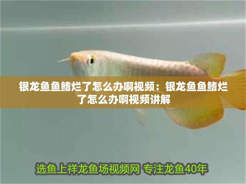 銀龍魚魚鰭爛了怎么辦啊視頻：銀龍魚魚鰭爛了怎么辦啊視頻講解