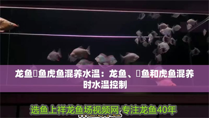 龍魚魟魚虎魚混養水溫:龍魚、魟魚和虎魚混養時水溫控制 魟魚百科 第1張 龍魚魟魚虎魚混養水溫:龍魚、魟魚和虎魚混養時水溫控制 龍魚魟魚虎魚混養水溫:龍魚、魟魚和虎魚混養時水溫控制 魟魚百科 第1張