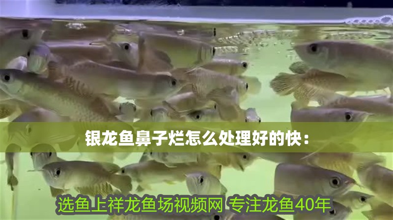 銀龍魚(yú)鼻子爛怎么處理好的快：