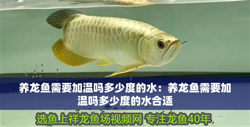 養龍魚需要加溫嗎多少度的水：養龍魚需要加溫嗎多少度的水合適