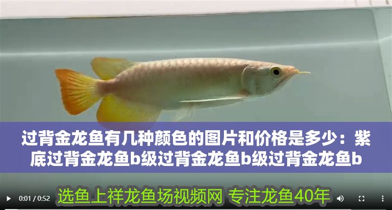 過背金龍魚有幾種顏色的圖片和價格是多少：紫底過背金龍魚b級過背金龍魚b級過背金龍魚b級過背金龍魚
