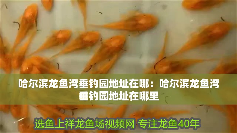 哈爾濱龍魚灣垂釣園地址在哪：哈爾濱龍魚灣垂釣園地址在哪里