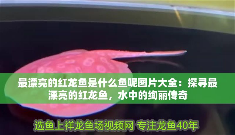 最漂亮的紅龍魚是什么魚呢圖片大全：探尋最漂亮的紅龍魚，水中的絢麗傳奇
