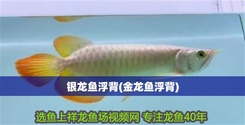 銀龍魚浮背(金龍魚浮背)