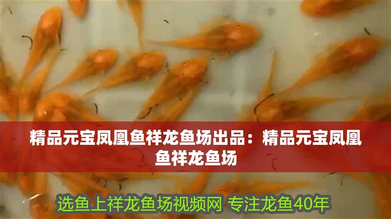 精品元寶鳳凰魚祥龍魚場出品：精品元寶鳳凰魚祥龍魚場