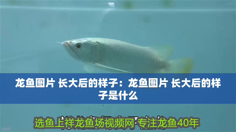 龍魚(yú)圖片 長(zhǎng)大后的樣子：龍魚(yú)圖片 長(zhǎng)大后的樣子是什么