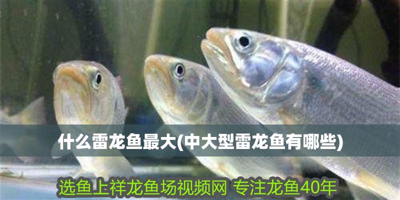 什么雷龍魚最大(中大型雷龍魚有哪些)