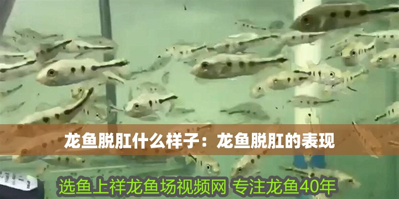 龍魚脫肛什么樣子：龍魚脫肛的表現