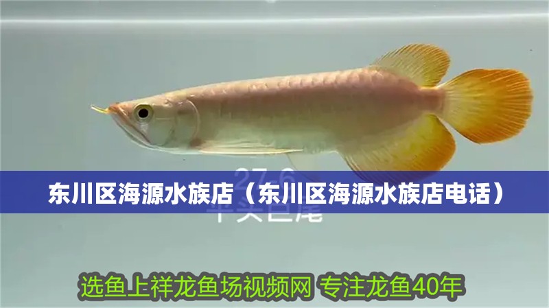 東川區海源水族店（東川區海源水族店電話）
