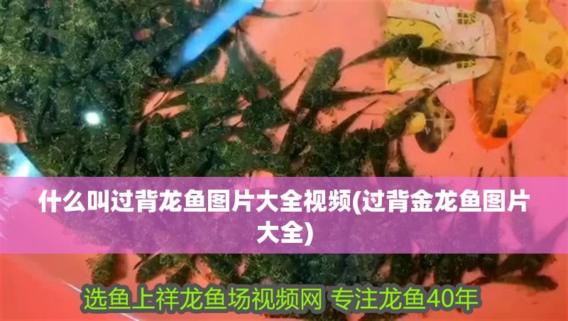 什么叫過背龍魚圖片大全視頻(過背金龍魚圖片大全)