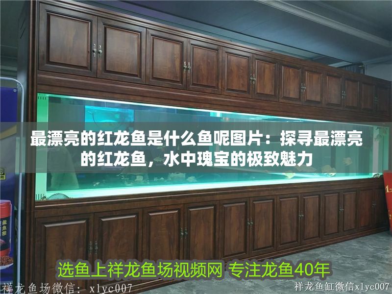 最漂亮的紅龍魚是什么魚呢圖片：探尋最漂亮的紅龍魚，水中瑰寶的極致魅力