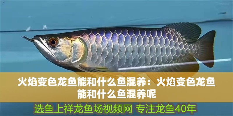 火焰變色龍魚能和什么魚混養(yǎng)：火焰變色龍魚能和什么魚混養(yǎng)呢