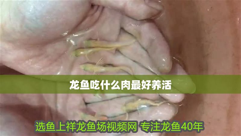 龍魚吃什么肉最好養活