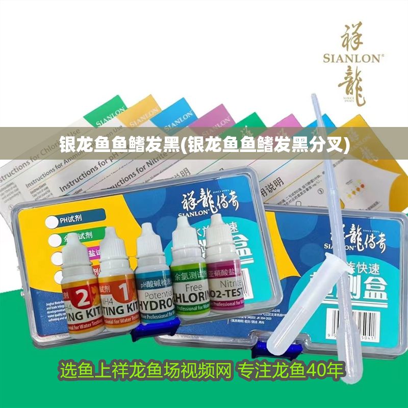 銀龍魚魚鰭發(fā)黑(銀龍魚魚鰭發(fā)黑分叉)