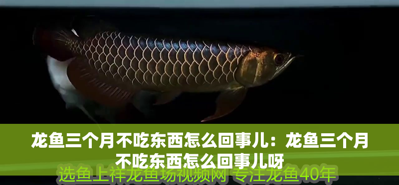 龍魚三個月不吃東西怎么回事兒：龍魚三個月不吃東西怎么回事兒呀