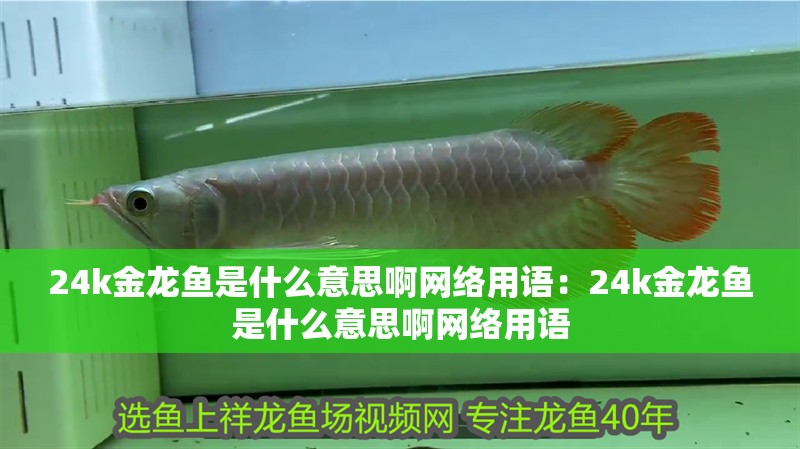 24k金龍魚是什么意思啊網(wǎng)絡(luò)用語(yǔ)：24k金龍魚是什么意思啊網(wǎng)絡(luò)用語(yǔ)