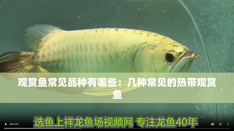 觀賞魚常見品種有哪些：幾種常見的熱帶觀賞魚