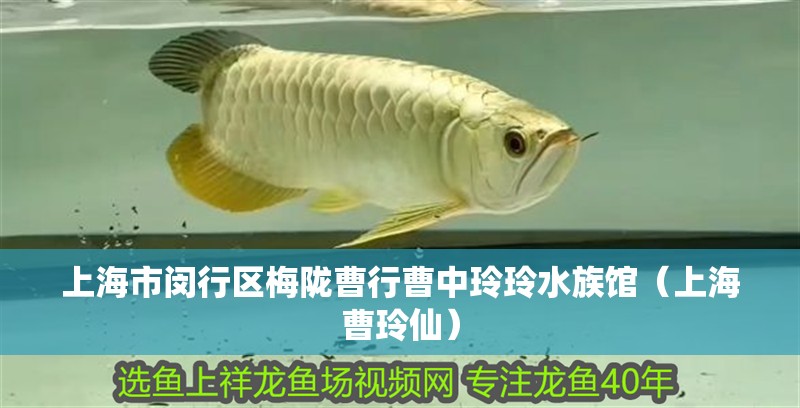 上海市閔行區梅隴曹行曹中玲玲水族館（上海曹玲仙）