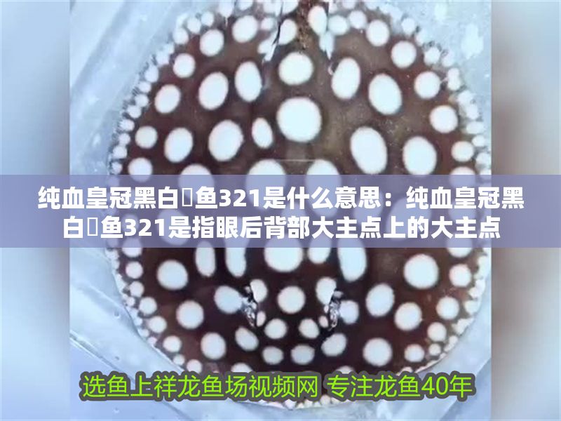 純血皇冠黑白魟魚321是什么意思：純血皇冠黑白魟魚321是指眼后背部大主點上的大主點