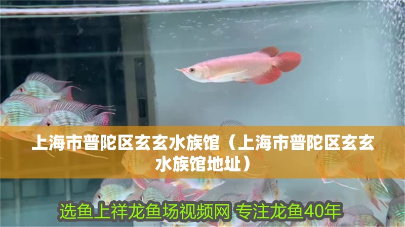 上海市普陀區玄玄水族館（上海市普陀區玄玄水族館地址）