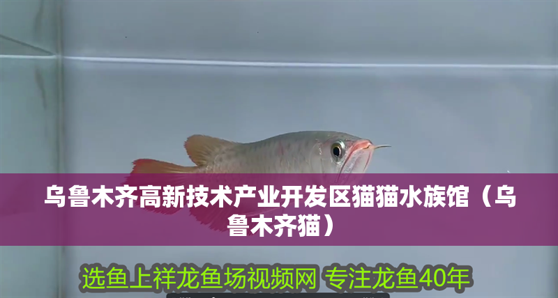 烏魯木齊高新技術產業開發區貓貓水族館（烏魯木齊貓）