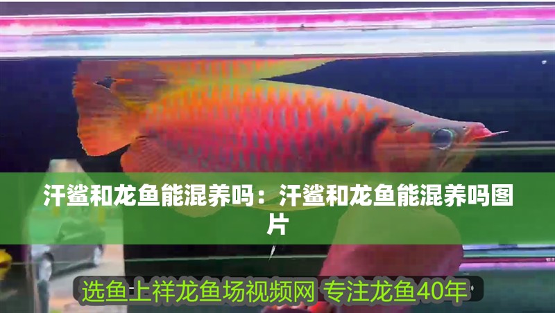 汗鯊和龍魚能混養(yǎng)嗎：汗鯊和龍魚能混養(yǎng)嗎圖片
