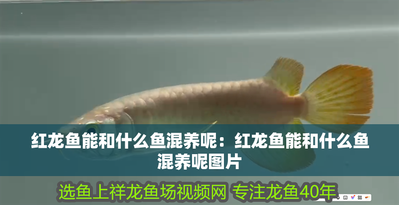 紅龍魚能和什么魚混養呢：紅龍魚能和什么魚混養呢圖片