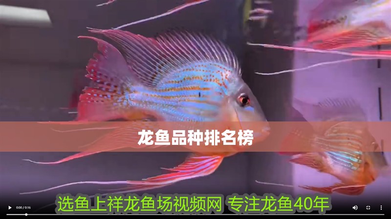 龍魚品種排名榜