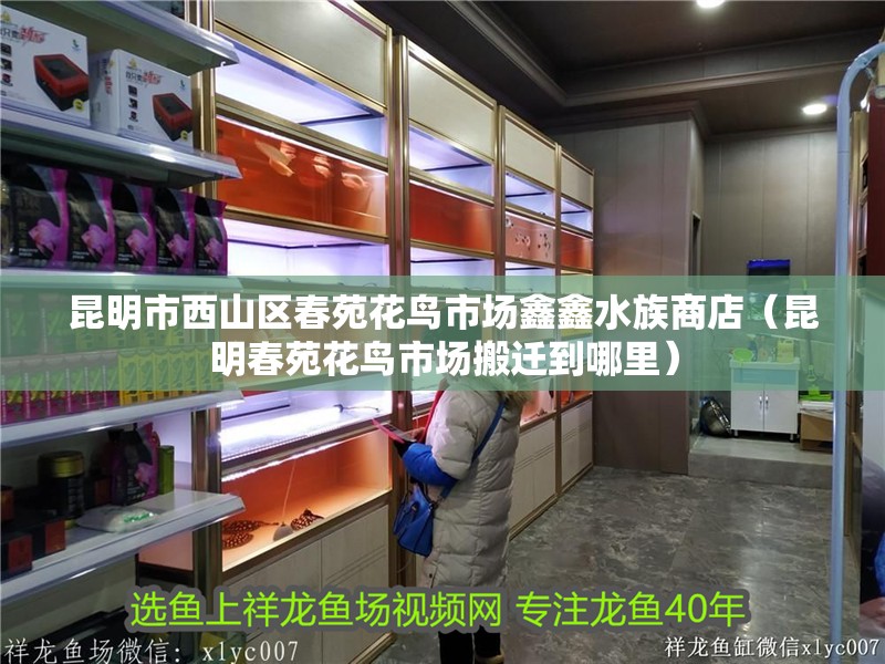 昆明市西山區春苑花鳥市場鑫鑫水族商店（昆明春苑花鳥市場搬遷到哪里）