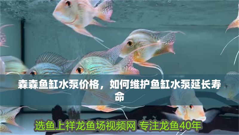 森森魚缸水泵價格，如何維護魚缸水泵延長壽命