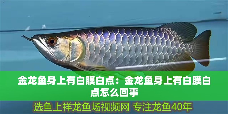 金龍魚(yú)身上有白膜白點(diǎn)：金龍魚(yú)身上有白膜白點(diǎn)怎么回事