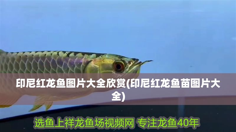 印尼紅龍魚圖片大全欣賞(印尼紅龍魚苗圖片大全)