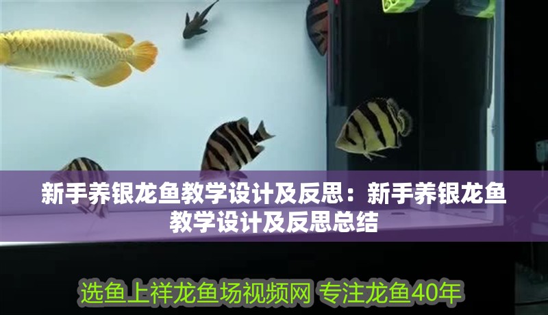 新手養銀龍魚教學設計及反思：新手養銀龍魚教學設計及反思總結