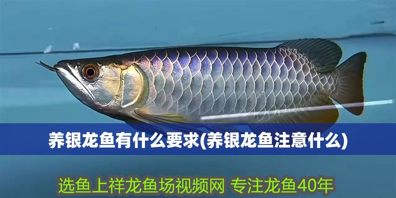 養(yǎng)銀龍魚有什么要求(養(yǎng)銀龍魚注意什么)