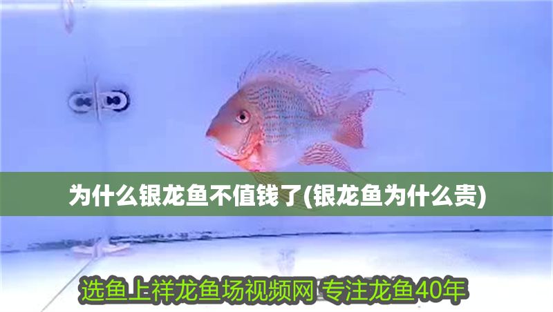為什么銀龍魚不值錢了(銀龍魚為什么貴)