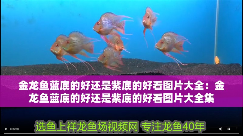 金龍魚(yú)藍(lán)底的好還是紫底的好看圖片大全：金龍魚(yú)藍(lán)底的好還是紫底的好看圖片大全集