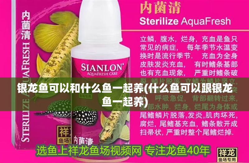銀龍魚(yú)可以和什么魚(yú)一起養(yǎng)(什么魚(yú)可以跟銀龍魚(yú)一起養(yǎng))