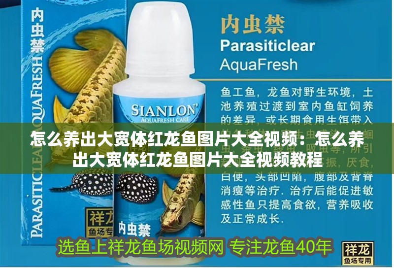 怎么養出大寬體紅龍魚圖片大全視頻：怎么養出大寬體紅龍魚圖片大全視頻教程