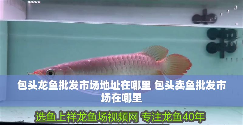 包頭龍魚批發市場地址在哪里 包頭賣魚批發市場在哪里