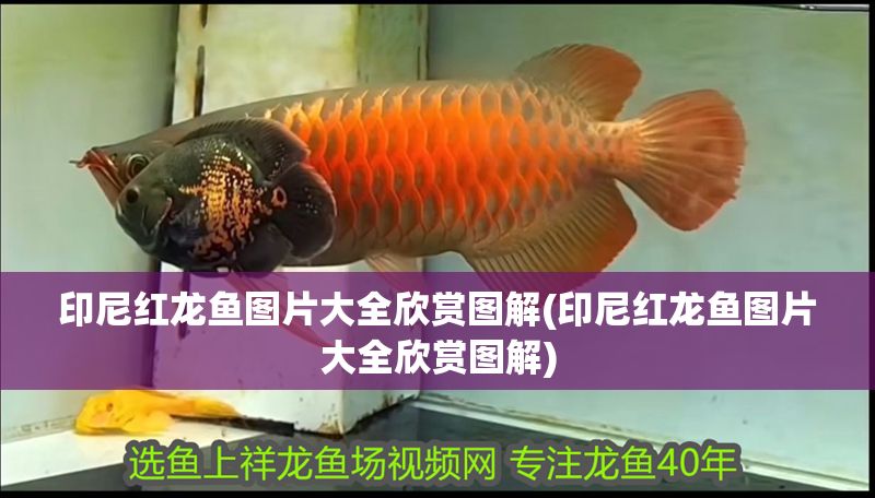 印尼紅龍魚圖片大全欣賞圖解(印尼紅龍魚圖片大全欣賞圖解)