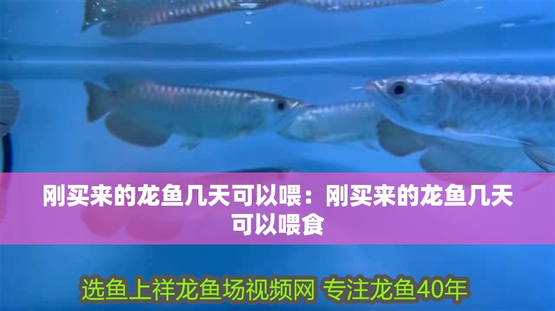 剛買來的龍魚幾天可以喂：剛買來的龍魚幾天可以喂食