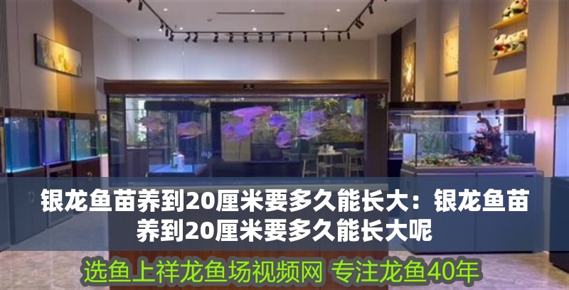 銀龍魚苗養(yǎng)到20厘米要多久能長(zhǎng)大：銀龍魚苗養(yǎng)到20厘米要多久能長(zhǎng)大呢