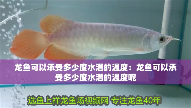 龍魚(yú)可以承受多少度水溫的溫度：龍魚(yú)可以承受多少度水溫的溫度呢