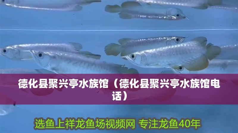德化縣聚興亭水族館（德化縣聚興亭水族館電話）
