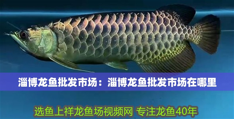 淄博龍魚批發市場：淄博龍魚批發市場在哪里