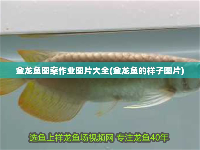 金龍魚圖案作業圖片大全(金龍魚的樣子圖片)
