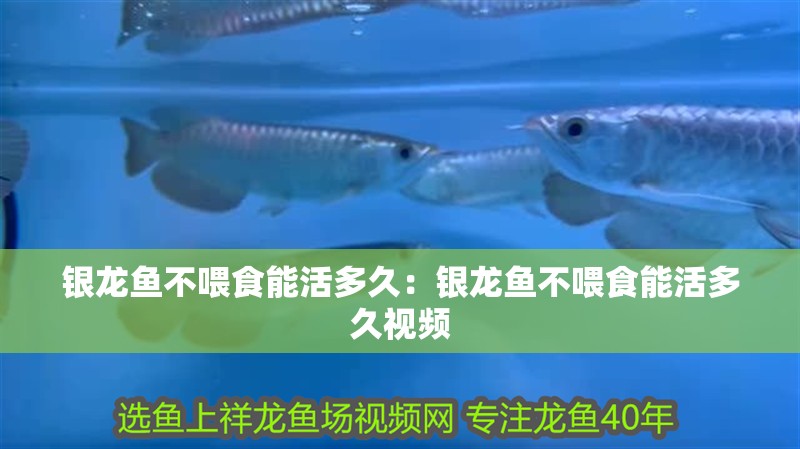 銀龍魚(yú)不喂食能活多久：銀龍魚(yú)不喂食能活多久視頻