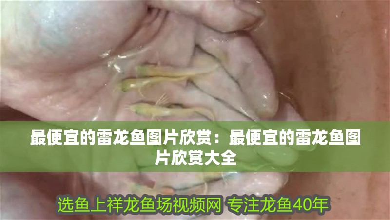 最便宜的雷龍魚圖片欣賞：最便宜的雷龍魚圖片欣賞大全