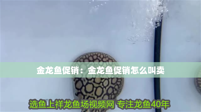 金龍魚促銷：金龍魚促銷怎么叫賣